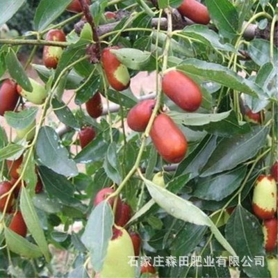 Manufactor wholesale Chicken Sun dried chicken manure Green Organic Fertilizer Jujube Dedicated Organic Fertilizer
