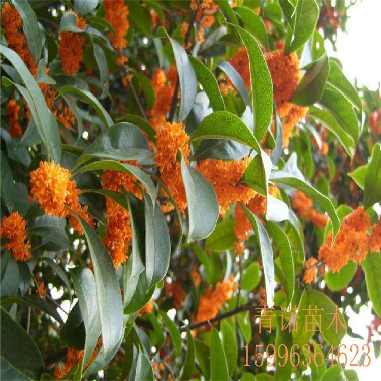 База прямых продаж саженцев османтуса различных спецификаций саженцев османтуса обеспечивает четыре сезона османтуса и четыре сезона вечнозеленого османтуса Синьцзян