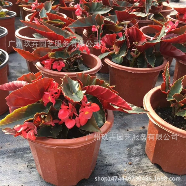Крытый Бегония Озеленение Бонсай Цветы и растения Двор Сад Праздничные Горшечные Растения