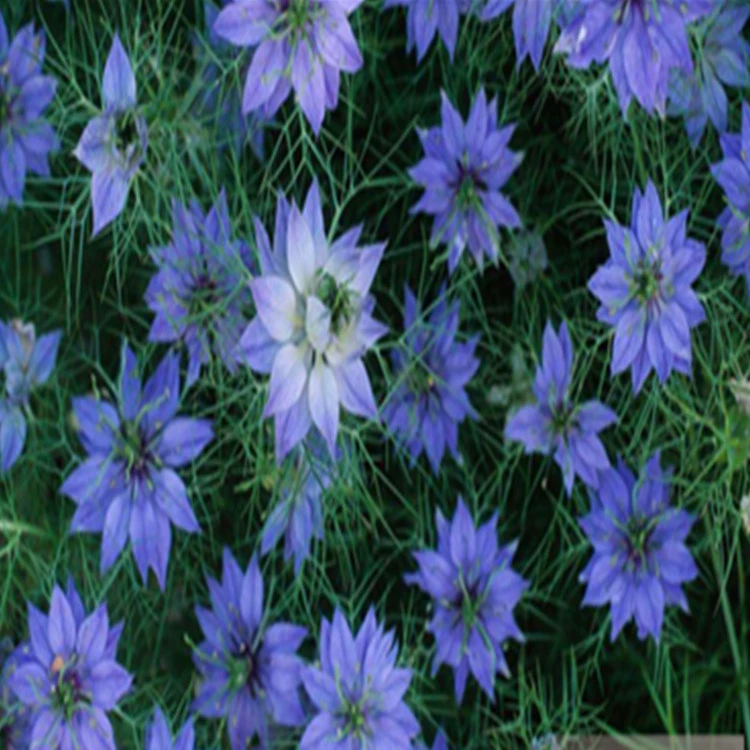 Фабрика прямые травянистые Цветы Черные семена трав балкон Зеленый пейзаж сорта цветов завершить большую сумму Скидки