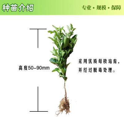 新品种/沃柑苗/果树苗/091无籽沃柑苗/正品沃柑嫁接苗/当年结果