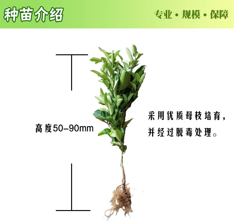新品种/沃柑苗/果树苗/091无籽沃柑苗/正品沃柑嫁接苗/当年结果