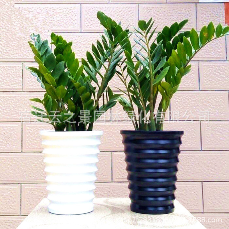 Wholesale Money Tree, Fortune Tree, Large Green Plant, Potted Bonsai, Flower, Foliage Plant, Feng Shui Money Tree, Living Room Decoration