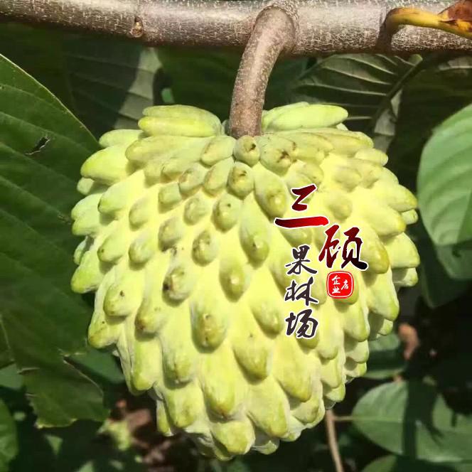 台湾凤梨释迦果苗 蜜释迦果树苗 番荔枝苗 佛头陀果苗 林檎果树苗