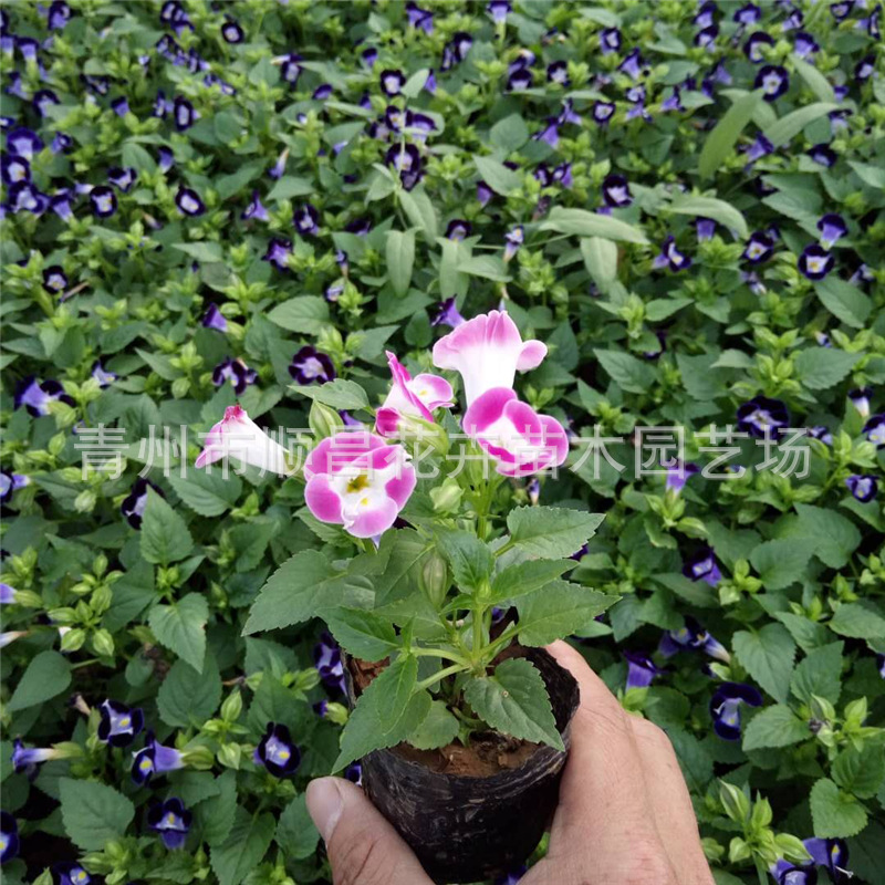 四季草花夏堇盆栽 山东基地供应夏瑾批发 盆栽时令花卉夏瑾-阿里巴巴