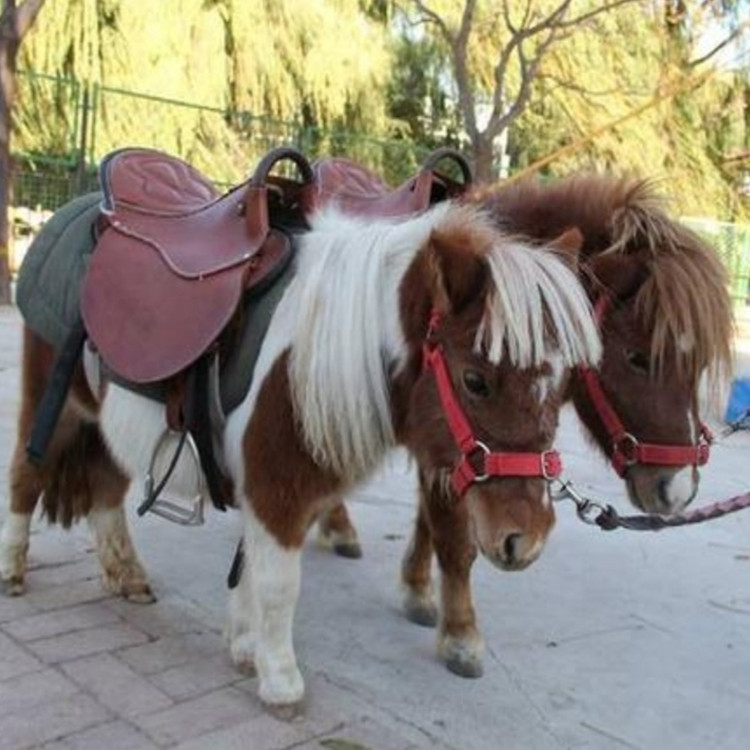 骑乘马出售 儿童骑乘小矮马 宠物小矮马 哪里有卖长不大的马的