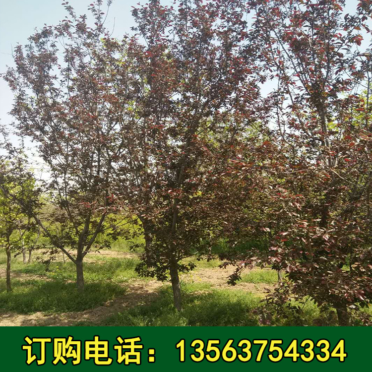 山东苗木基地出售西府海棠8--26公分红宝石海棠 观赏植物海棠