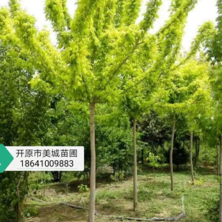 辽宁出售丛生【金叶复叶槭】 金叶复叶槭 金叶糖槭价格