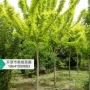 辽宁丛生复叶槭