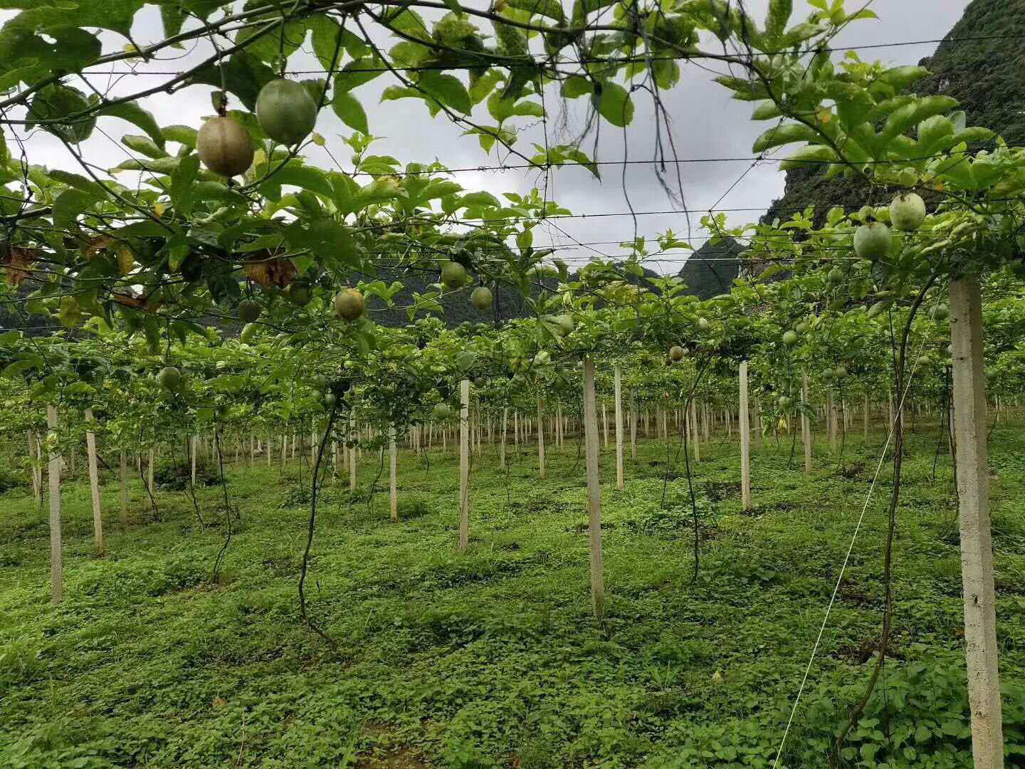 微信图片_20180927224153