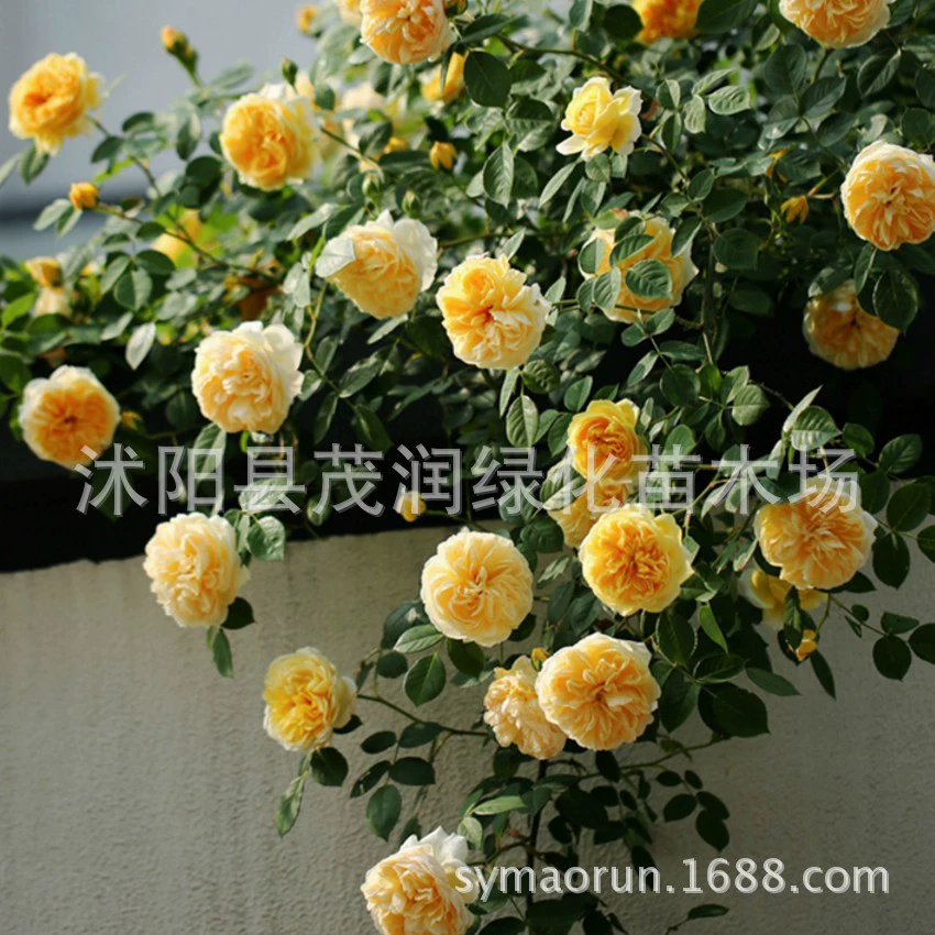 Роза рассады Анжела Парад Longsha Драгоценный камень Красное яблоко Королева Швеции 3-летняя горшечная дерево