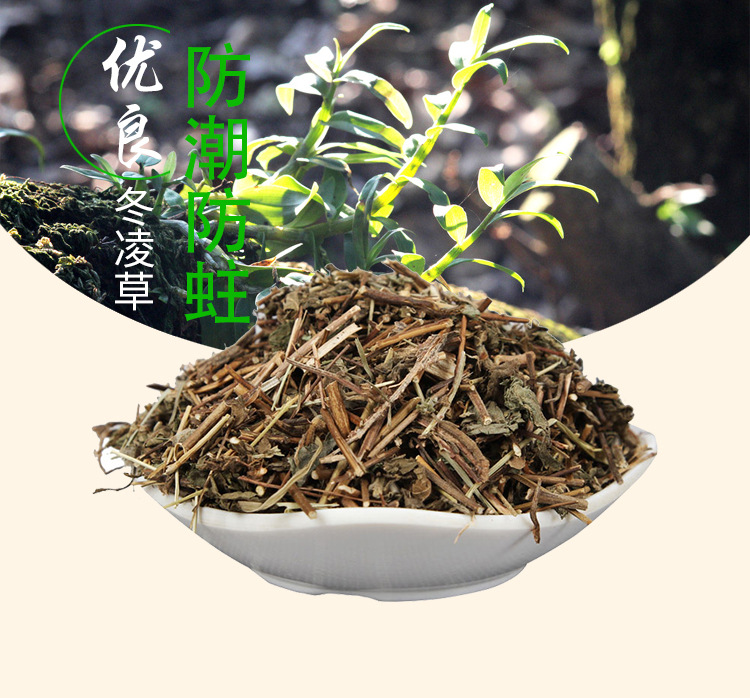 Dong Ling Cao (Rabdosia rubescens) — Dried Chinese Herbal Material, Ice Ling Grass 500g overview