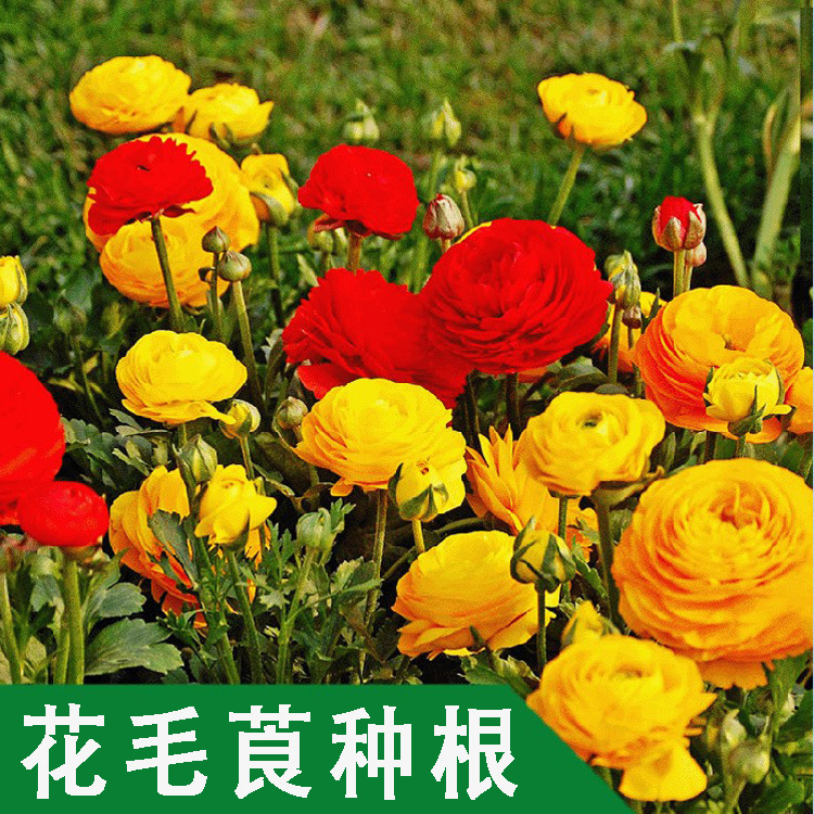 批发花毛莨种球庭院 盆栽种根绿植 波斯毛茛 当年开花规格齐全|ru