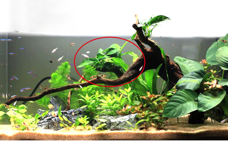 小巴榕详情页 (5).jpg