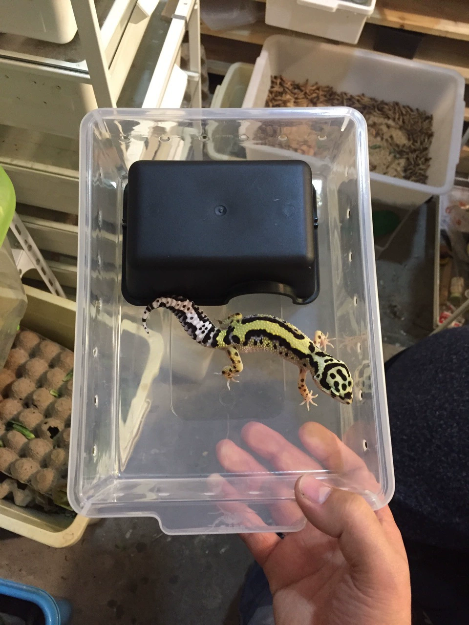 A5 Альпинизм Pet Профессиональный ящик Ящик A5 Рассада Леопард Шоугун Кукуруза Змея Игрушка Змея Разведение Восхождение Кабинет Специальный