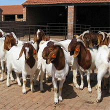 供應波爾山羊商品羊價格 波爾山羊屠宰羊養殖 波爾山羊廠家