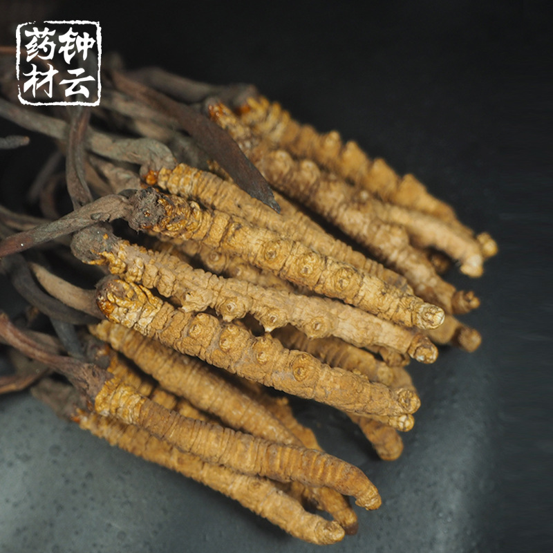 [ 30 In physical]Cordyceps 5 gram wild Quality Tibet Nagqu Cordyceps 5000 strip