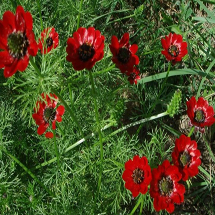 Фу Шоу Цветок Балкон Двор Озеленение Цветочный Сорт Полный Большая Скидка Наличными при доставке