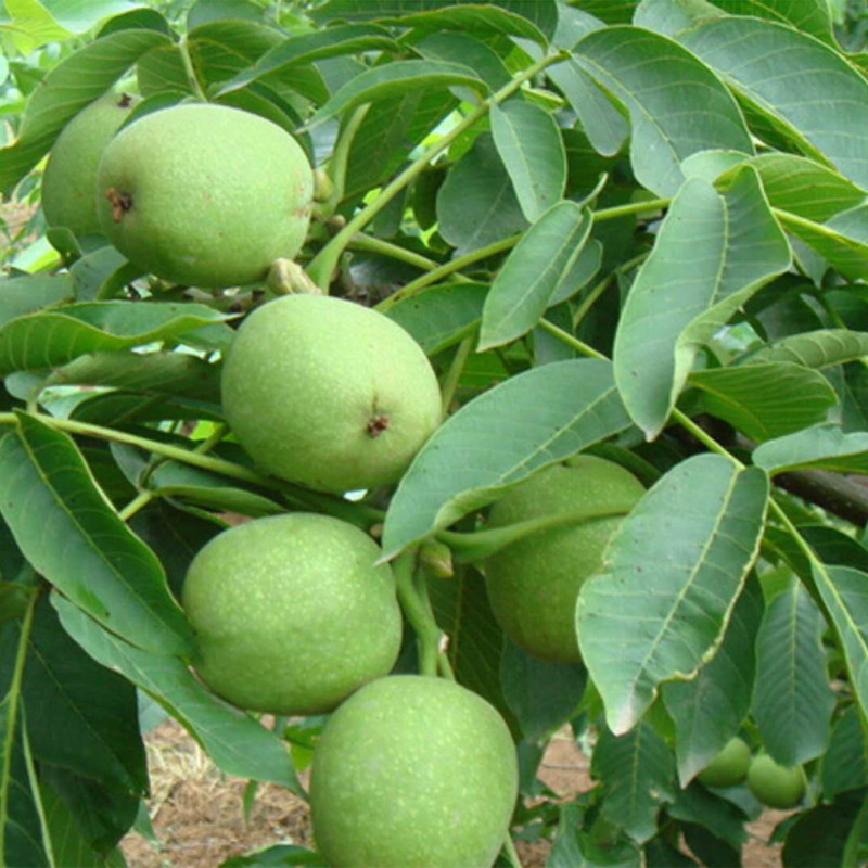 核桃樹基地大量出售清香核桃苗 薄皮核桃苗 5公分以上大核桃樹