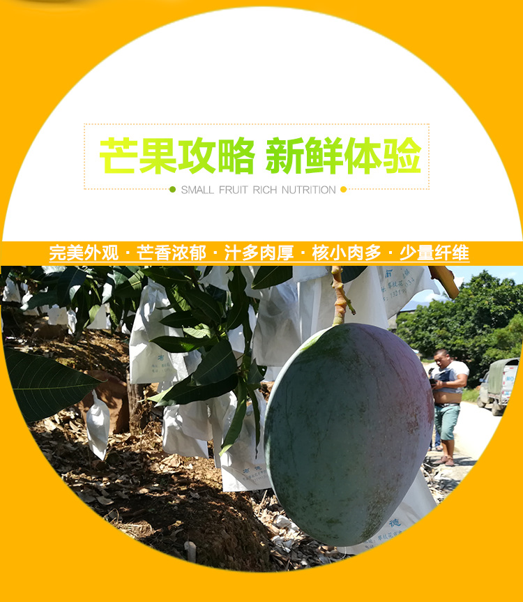 凯特芒果_12
