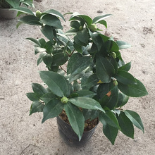 ֱƷ軨玧Բ軨磨ڲ ļ_