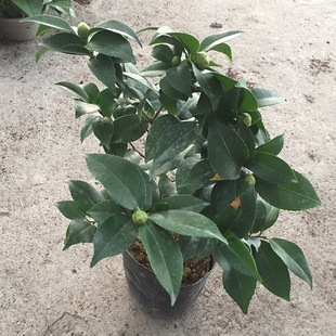 ������ֱ������Ʒ�軨�玧�������Բ軨�磨�ڲ����� �ļ��_��