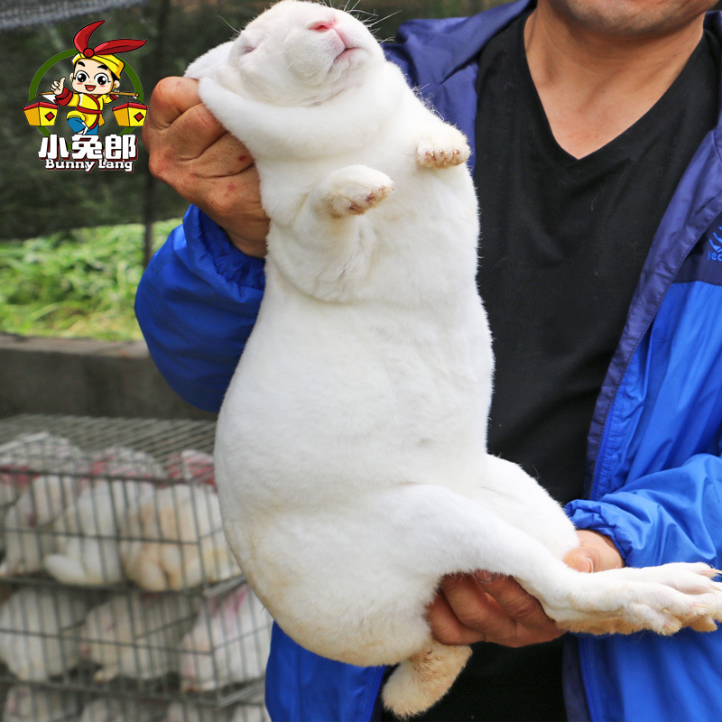 厂家供应兔子 购买肉兔种兔量大送货上门|ms
