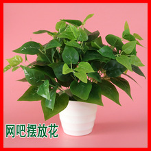 ����Gֲ���l 7�^�G�} ����ֲ� �廨�b� �G�~���~�S�����l