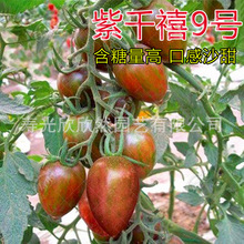 紫千禧9號番茄種子 迷你紫色櫻桃番茄 小西紅柿聖女果種子