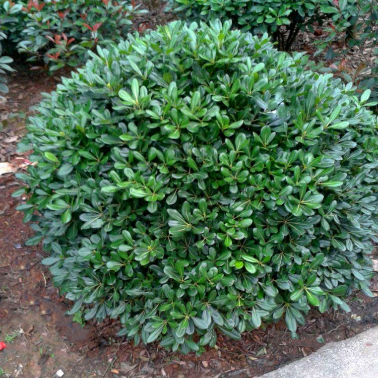 Оптовая продажа различные спецификации Haitong мяч Qilixiang Баочжу мяч зеленые цветы