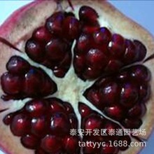 耐寒軟籽石榴苗1至2公分當年坐果水晶石榴泰山紅蒙陽紅石榴苗