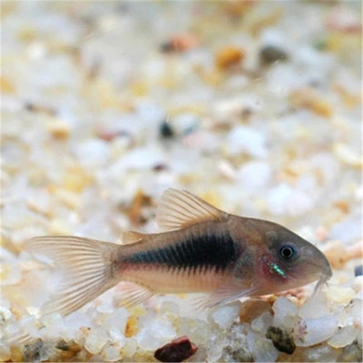 coffee Rat Fish living thing Bronze rat fish Aquarium Benthic fish Clean fish Tropical Ornamental fish Pet fish