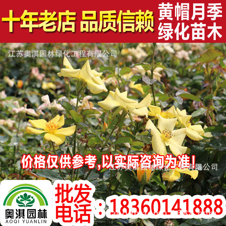 Yellow hat high quality Yellow Hat Chinese rose Seedlings Yellow Hat Chinese rose Red Hat Chinese rose Of large number wholesale