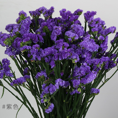 Yunnan Kunming Base flower wholesale Forget me not flower Dried flowers Bouquet of flowers Spend eternity Aviation