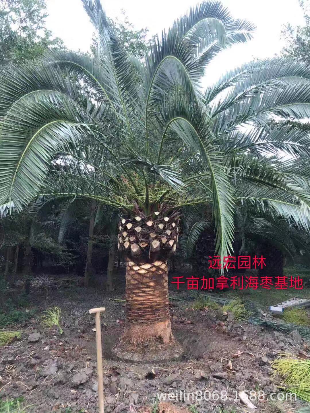 精品加拿利海枣