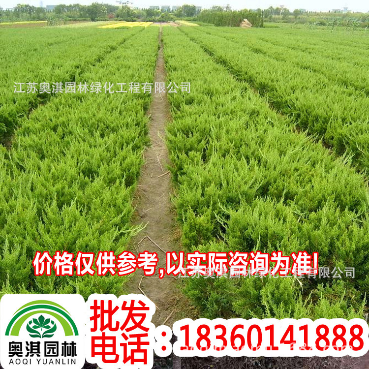 supply green Seedlings Evergreen,Cypress,Camellia,Sasanqua,Phnom Penh box,Cypress