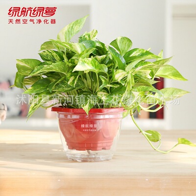 Lvhang Mosaic Scindapsus Hydroponics Botany indoor Potted plant Office a living room bonsai flowers and plants Green basket Original