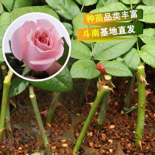 Базовый длинный запас розовой леди Роуз свежие нарезанные цветы саженцы четыре сезона цветущие розы смотрят цветы оптом