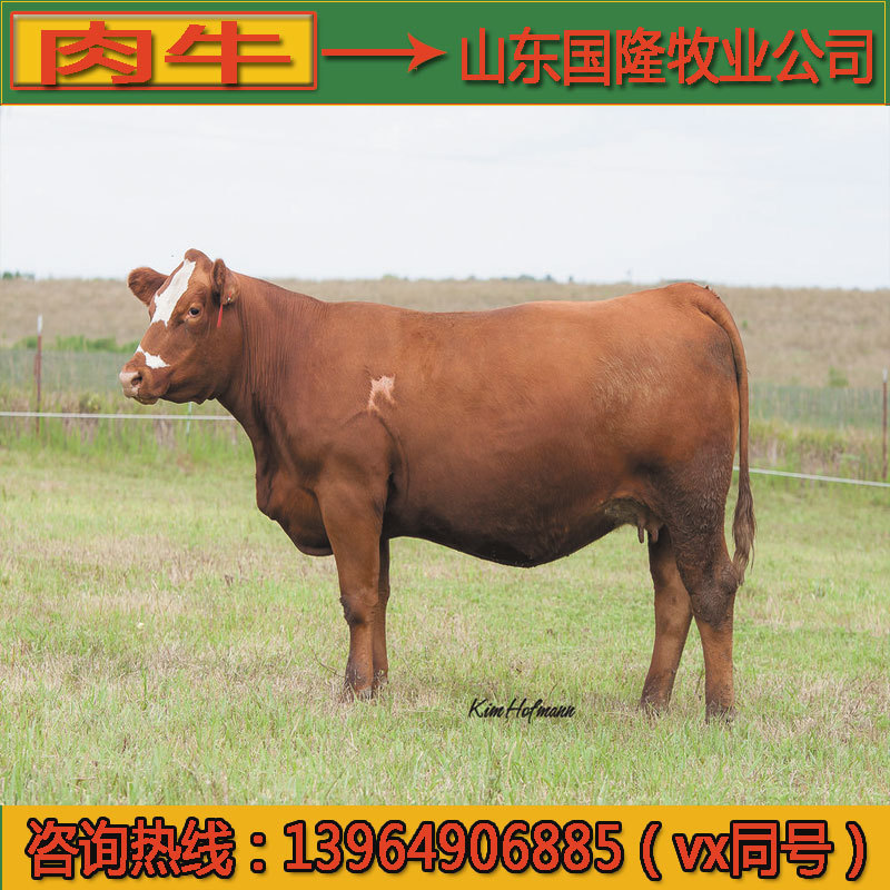 现在西门塔尔牛价格，西门塔尔牛市场价格，三个月西门塔尔牛价格