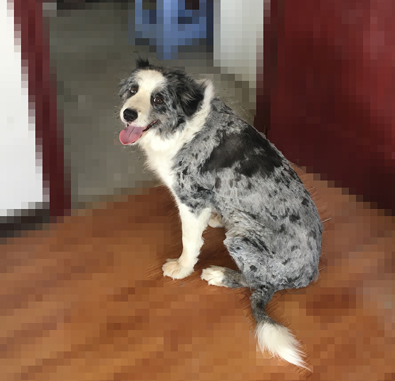 龙泉的天气真是能热死狗,,刚过立夏,白天最高温度就蹭蹭跳到37,36,连我家呆狗舌头都开始流汗...