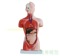 高端醫學內臟器官心臟系統結構軀干 28CM人體解剖模型