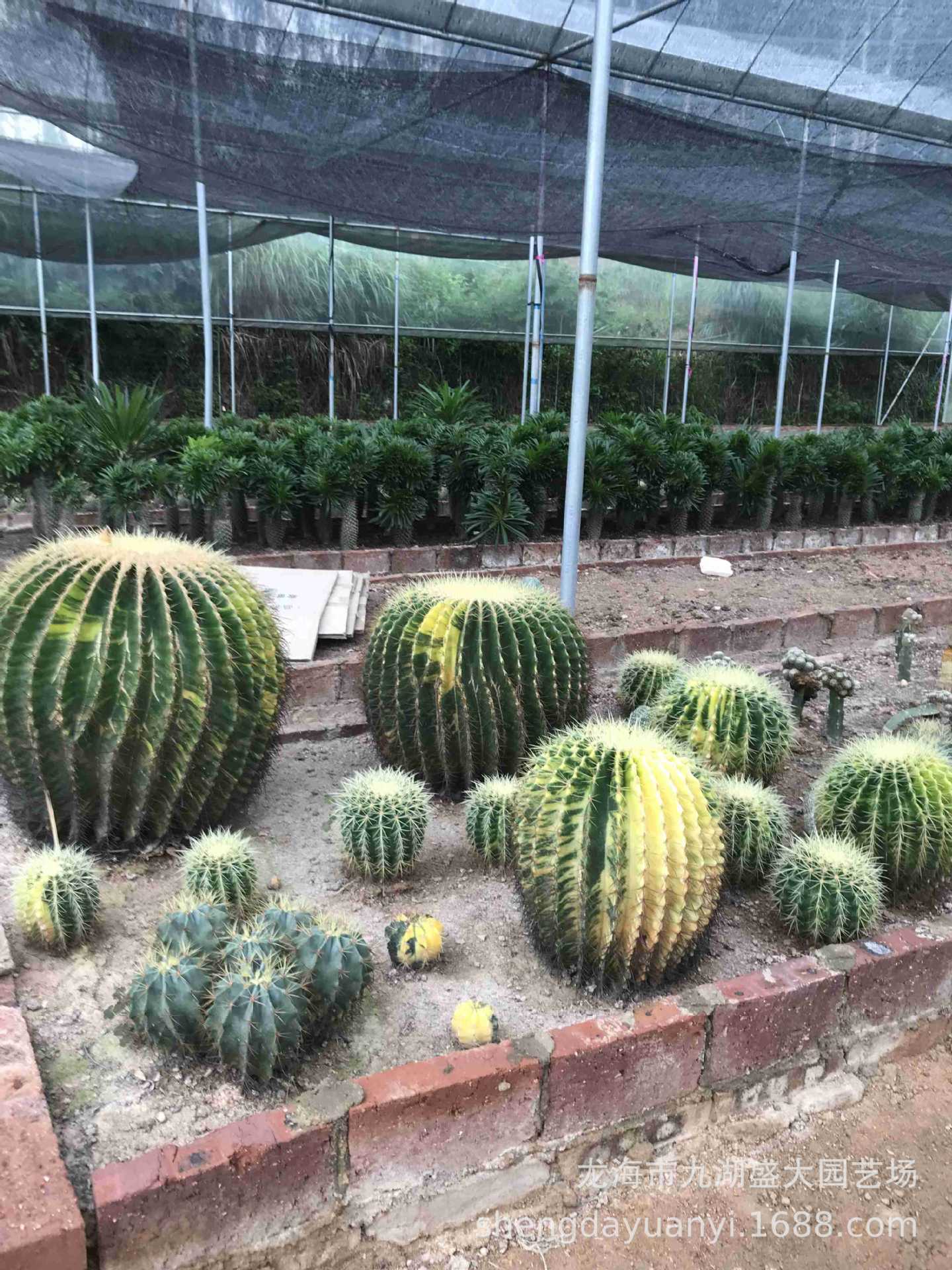 批发大型多浆植物 群生量天尺仙人柱沙生植物 秘鲁苹果仙人掌分叉-阿里巴巴
