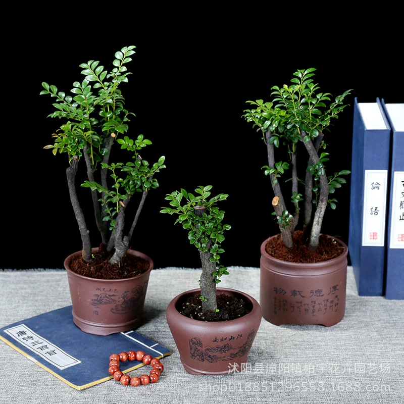 Лобулярный красный сандаловый бонсай саженец красный сандаловый пень крытый балкон горшечный цветок зеленое растение Морозостойкое вечнозеленое растение