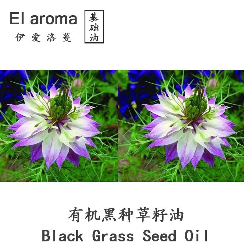 印度进口黑种草籽油 Black seed 初榨黑种草油黑孜然芳疗级 1KG|undefined