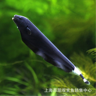 魔鬼刀鱼活体幺刀羽毛电鳗鱼活体淡水热带观赏鱼 宠物鱼 水族批发-阿里巴巴