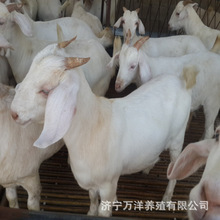 白山羊價格  品種肉羊繁殖出售 改良肉羊市場銷售情況