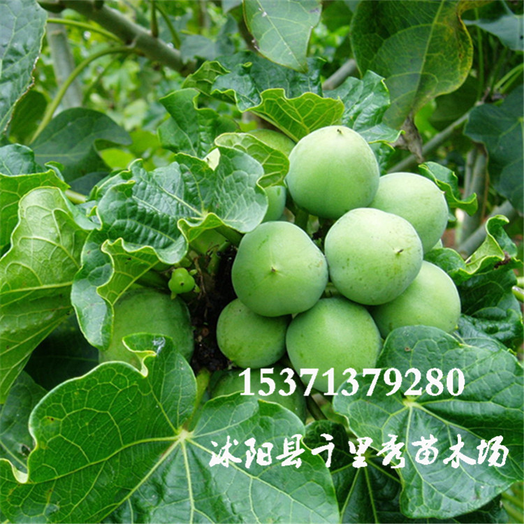 批发麻疯树种子羔桐臭油桐黄肿树小桐子假白榄假花生种子可以榨油-阿里巴巴