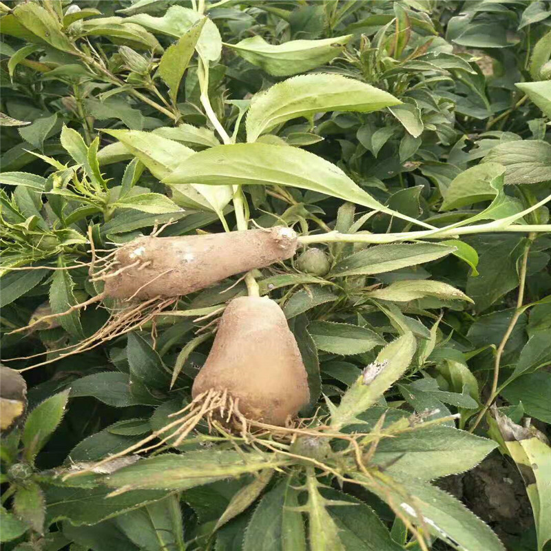 微信图片_20181130094615