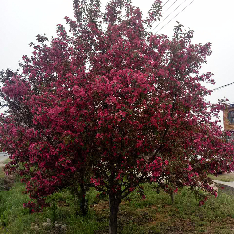 绚丽海棠 (6).jpg