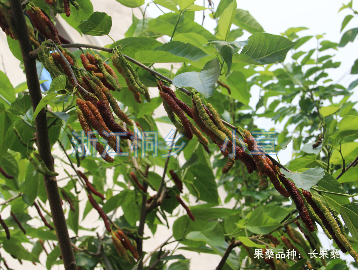 长果桑09